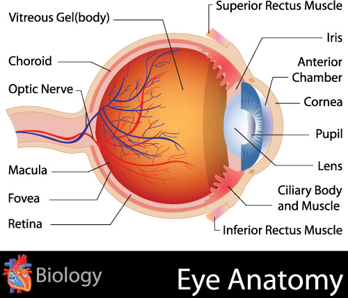 eye-anatomy-500px | Retina Specialists of Alabama in Montgomery